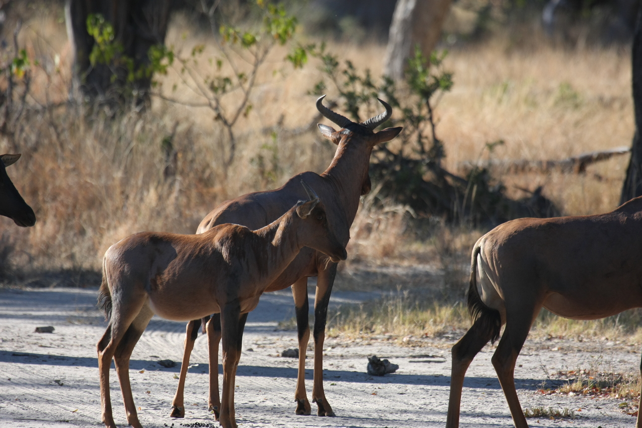 [20723] 2016_06_29_02_52_42_Africa_Canon_EOS_40D_IMG__03701.jpg