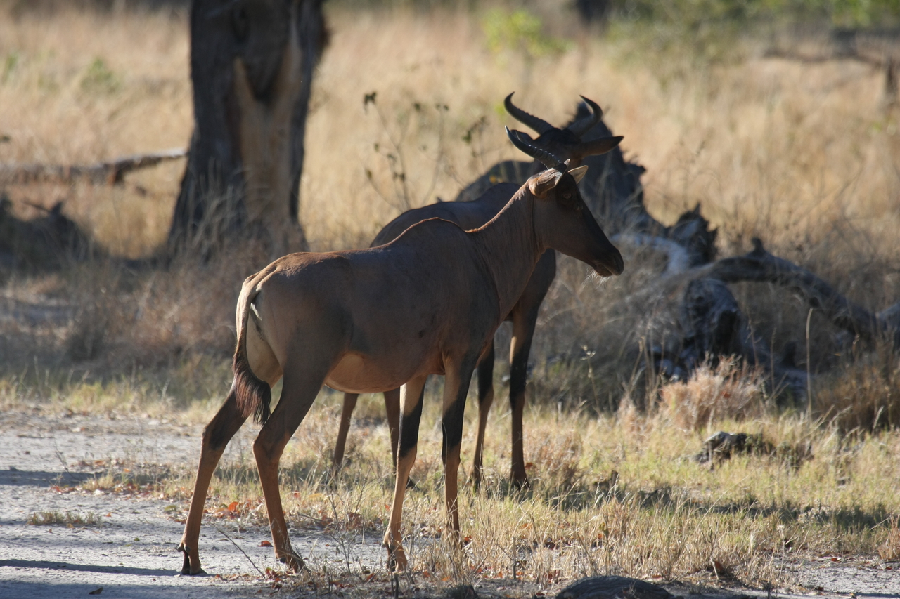 [20731] 2016_06_29_02_52_56_Africa_Canon_EOS_40D_IMG__11150.jpg