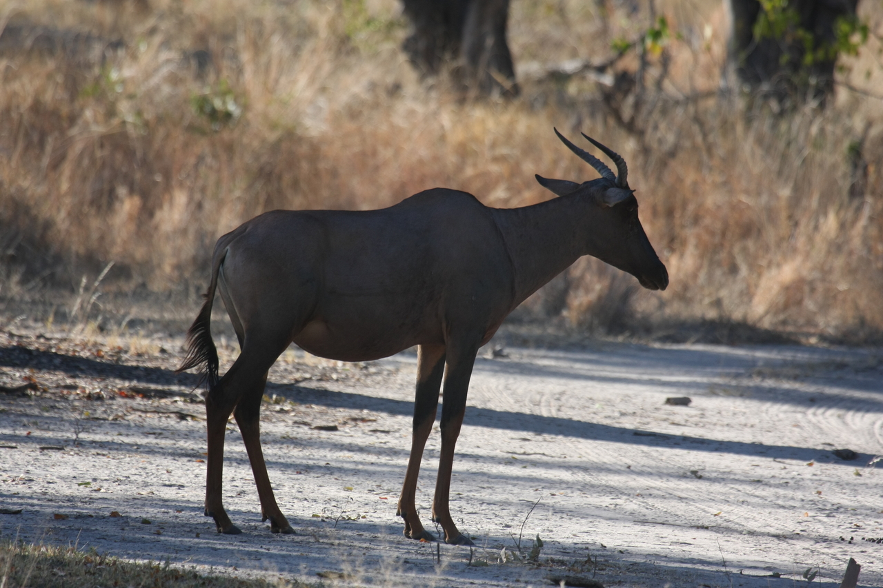 [20733] 2016_06_29_02_53_06_Africa_Canon_EOS_40D_IMG__00464.jpg