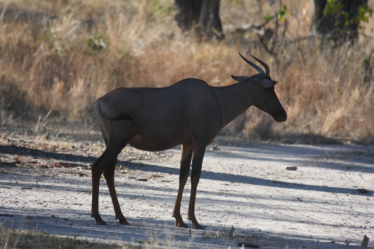 [20734] 2016_06_29_02_53_06_Africa_Canon_EOS_40D_IMG__03704.jpg