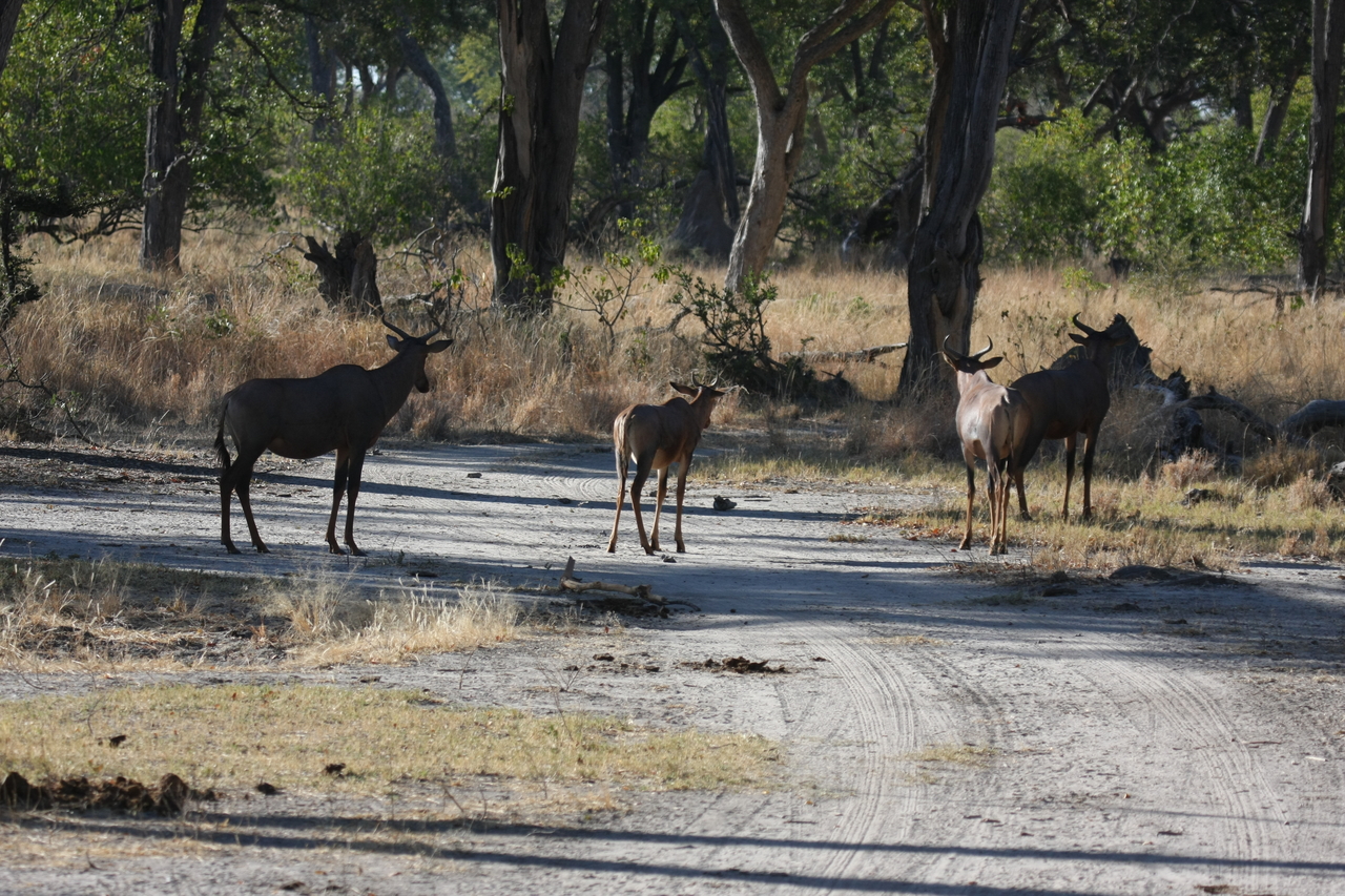 [20749] 2016_06_29_02_53_42_Africa_Canon_EOS_40D_IMG__03710.jpg