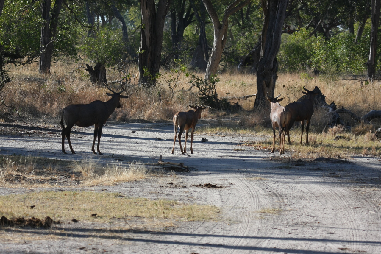 [20750] 2016_06_29_02_53_42_Africa_Canon_EOS_40D_IMG__03711.jpg
