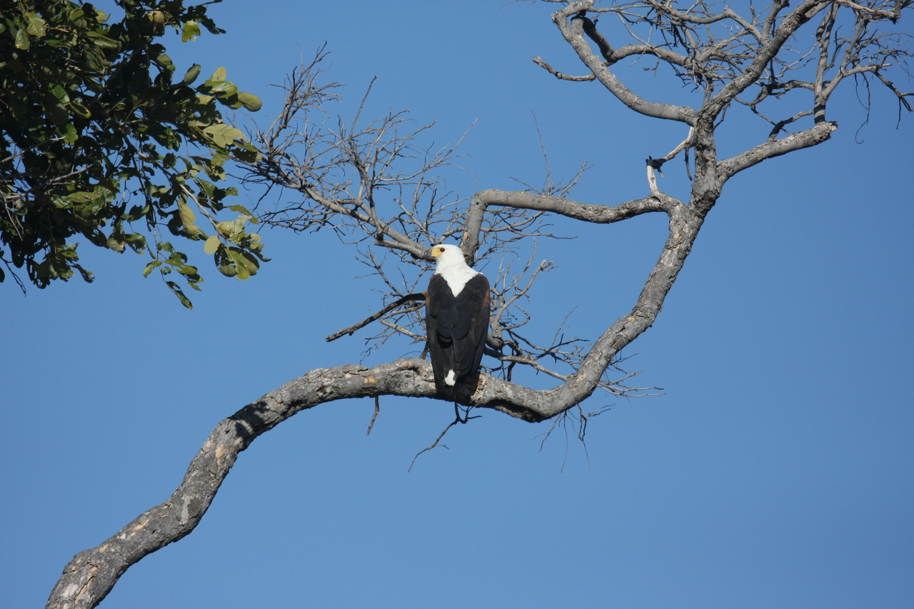 [20756] 2016_06_29_02_59_23_Africa_Canon_EOS_40D_IMG__03713.jpg