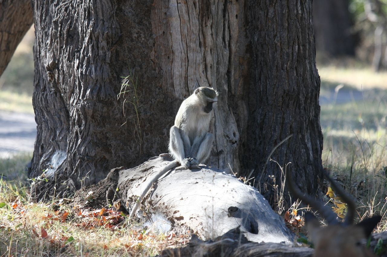 [20775] 2016_06_29_03_06_52_Africa_Canon_EOS_40D_IMG__11166.jpg