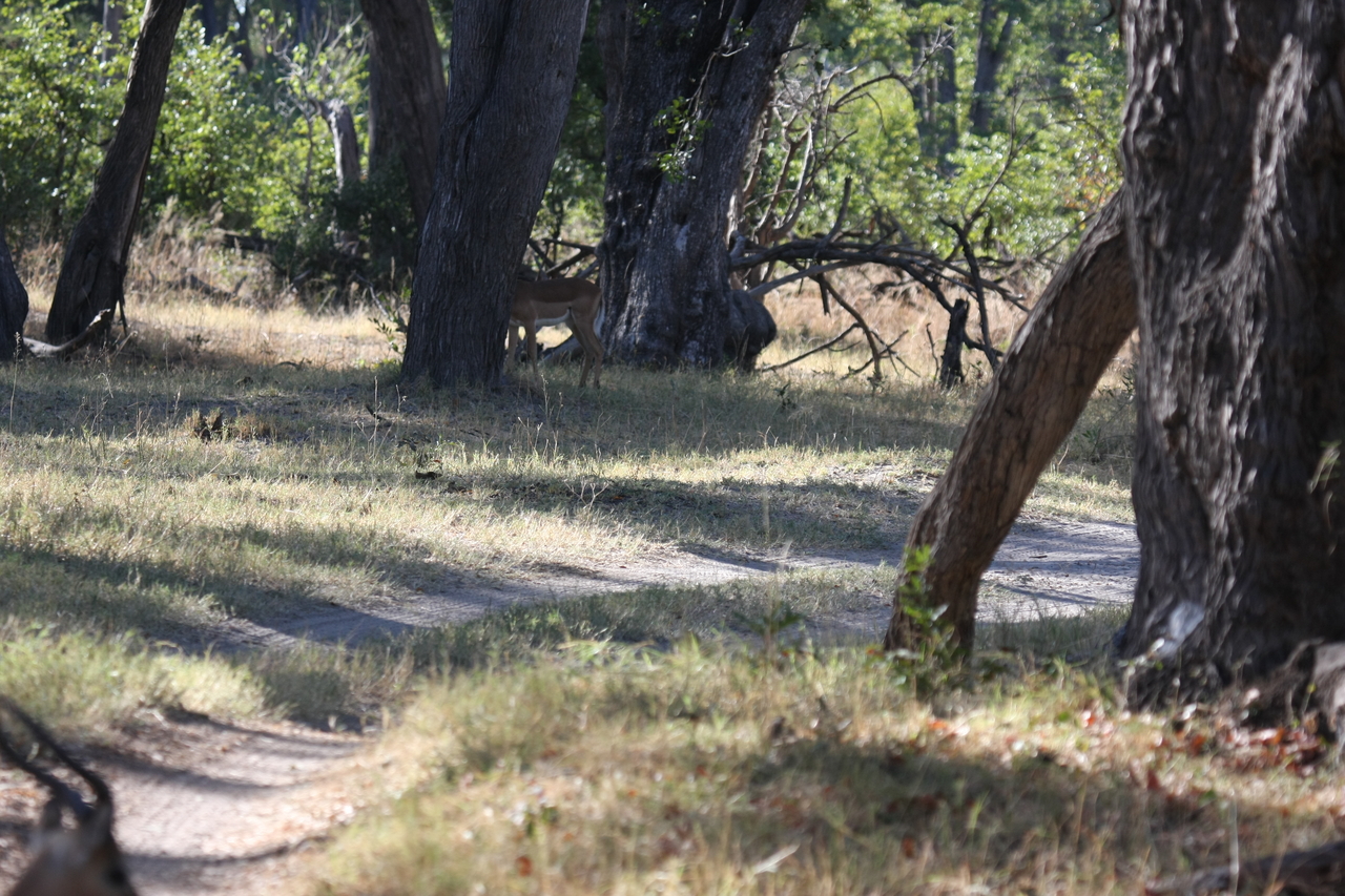 [20788] 2016_06_29_03_07_03_Africa_Canon_EOS_40D_IMG__03724.jpg