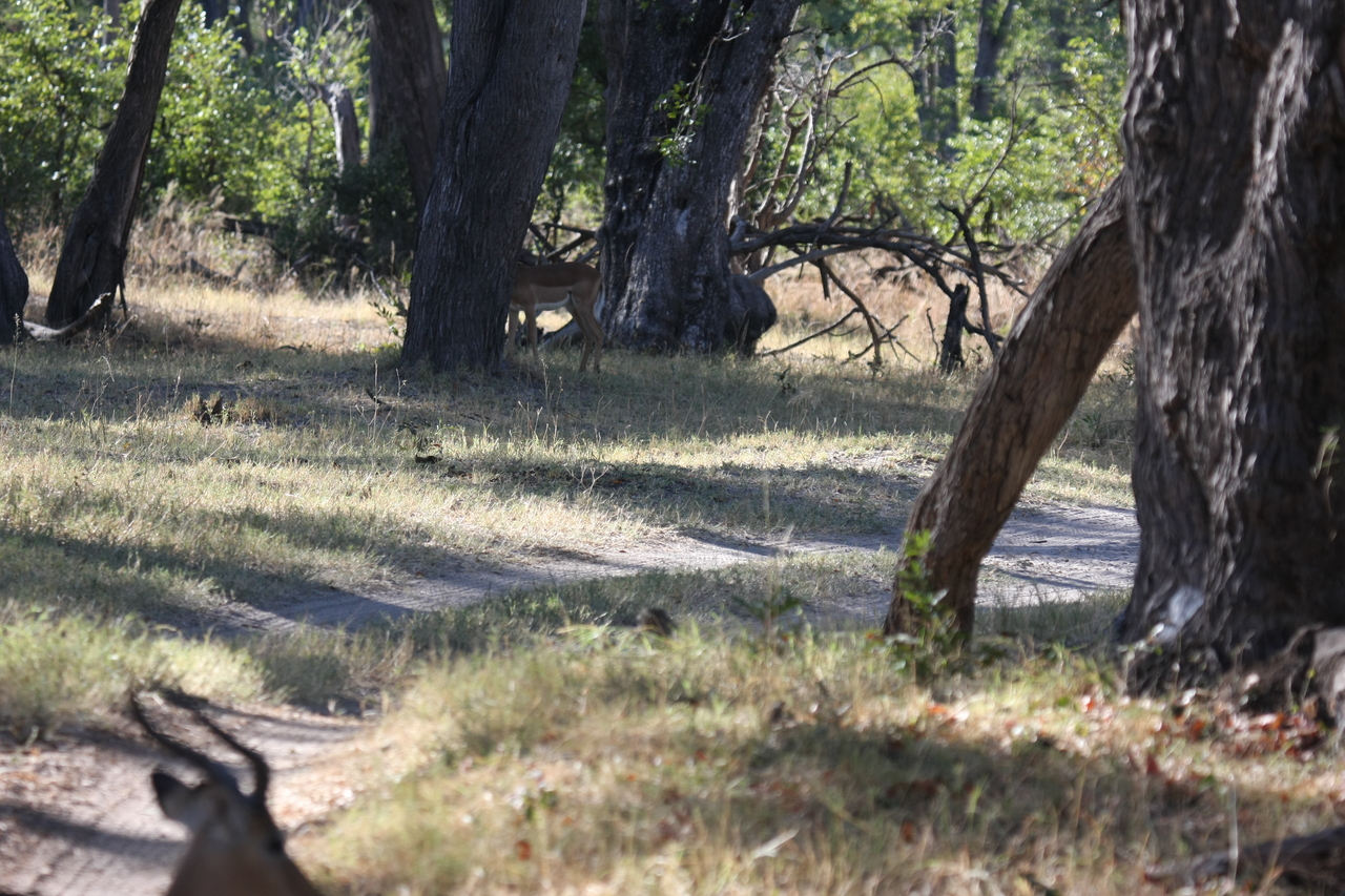 [20789] 2016_06_29_03_07_03_Africa_Canon_EOS_40D_IMG__03725.jpg