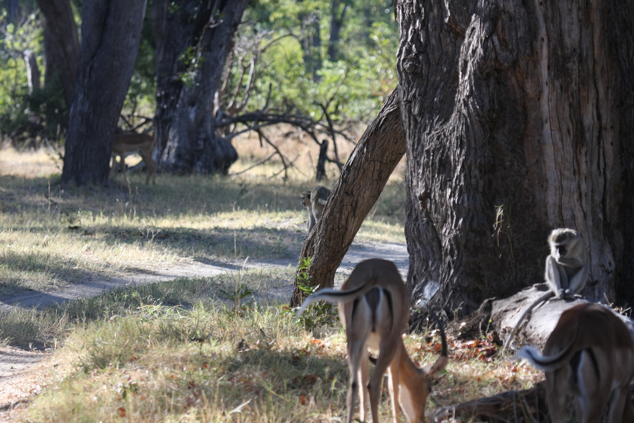 [20807] 2016_06_29_03_07_13_Africa_Canon_EOS_40D_IMG__03250.jpg