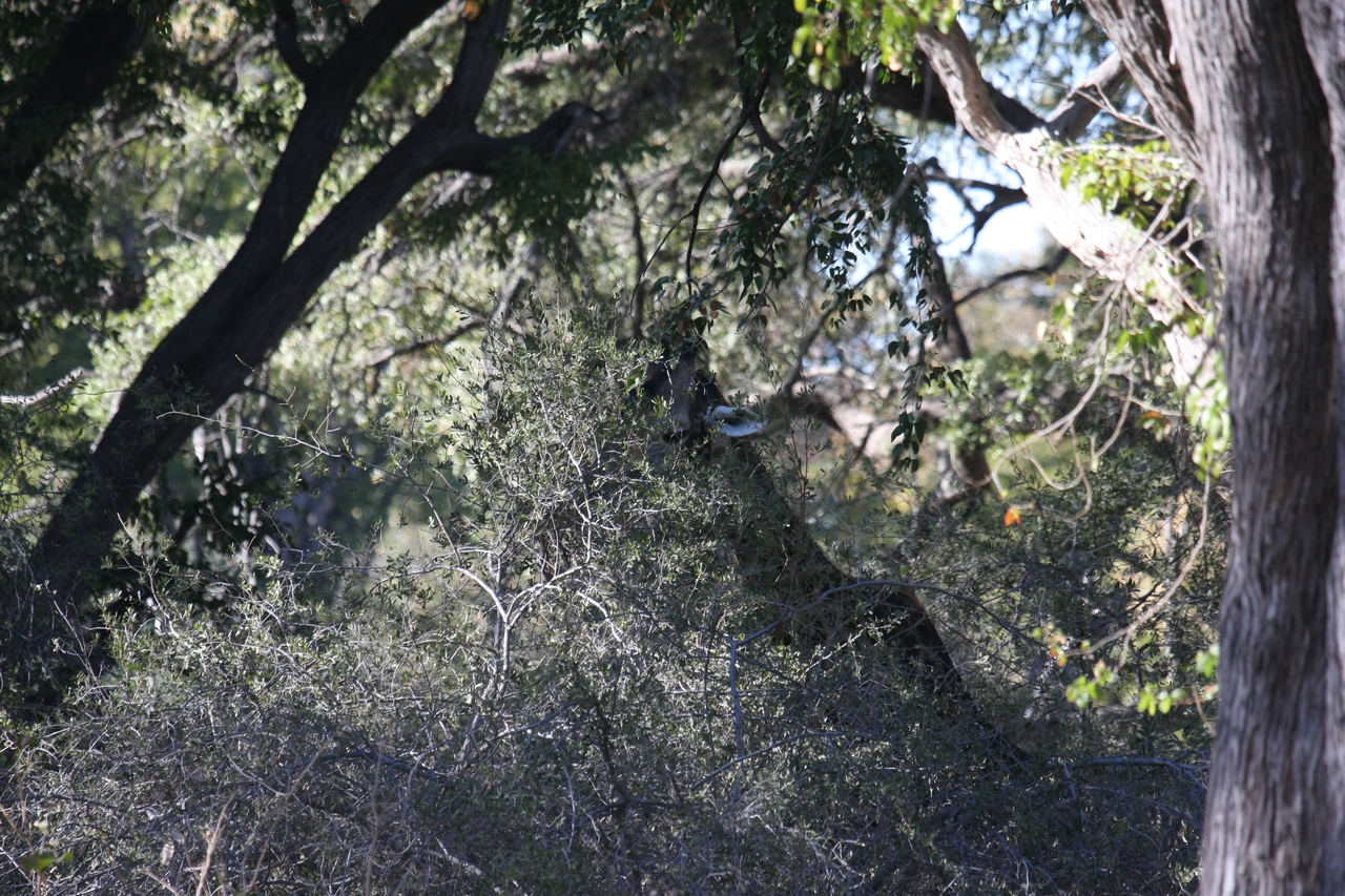 [20811] 2016_06_29_03_07_37_Africa_Canon_EOS_40D_IMG__00010.jpg