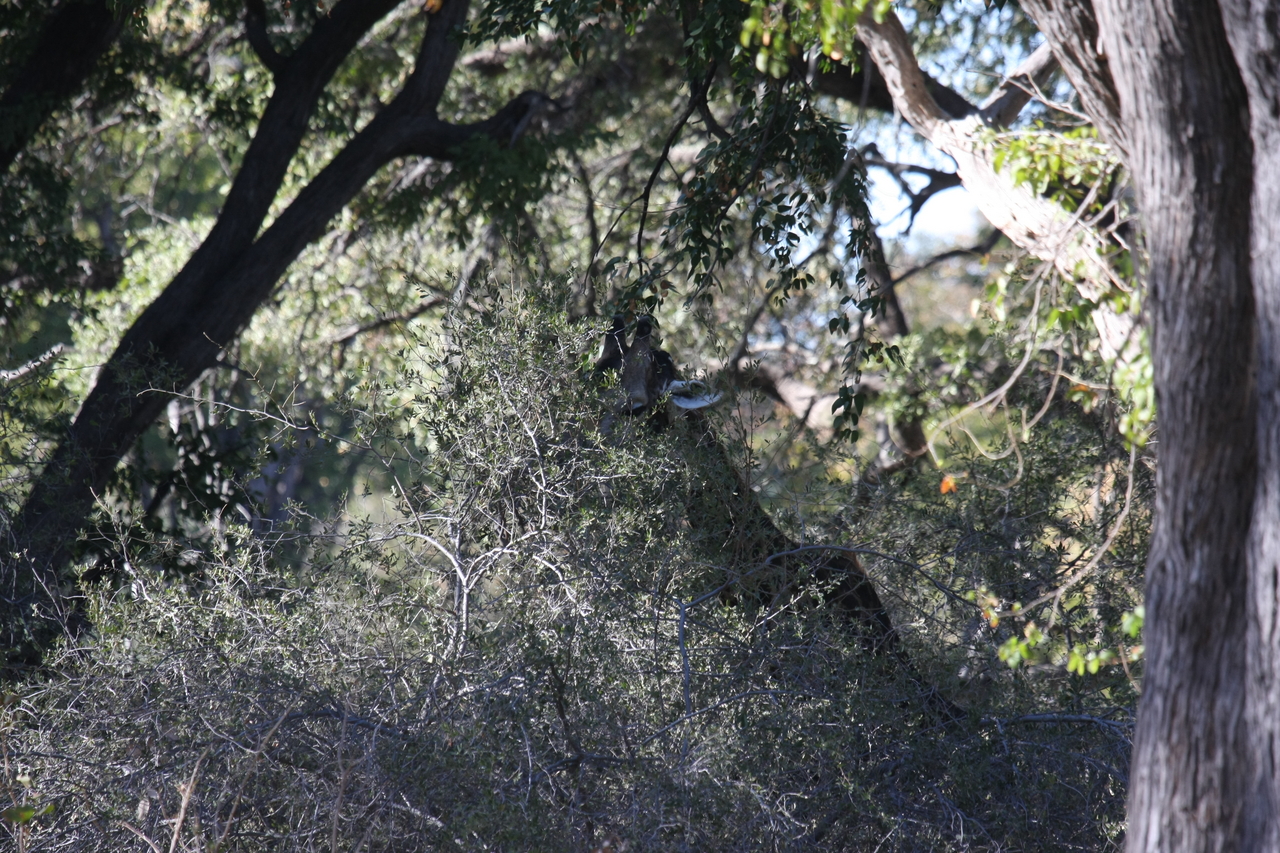 [20812] 2016_06_29_03_07_37_Africa_Canon_EOS_40D_IMG__00011.jpg