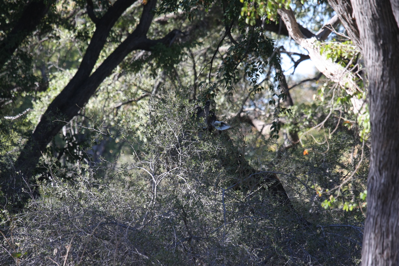 [20816] 2016_06_29_03_07_37_Africa_Canon_EOS_40D_IMG__10698.jpg