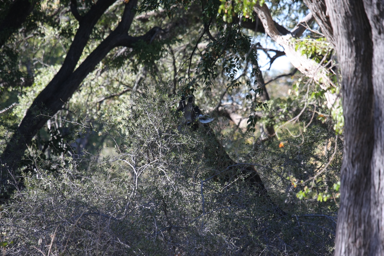 [20821] 2016_06_29_03_07_38_Africa_Canon_EOS_40D_IMG__10701.jpg