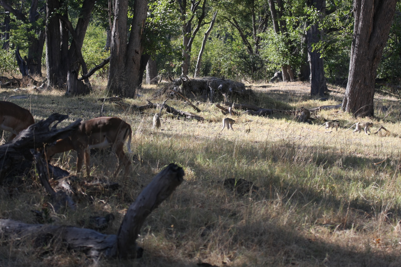 [20823] 2016_06_29_03_07_52_Africa_Canon_EOS_40D_IMG__03255.jpg