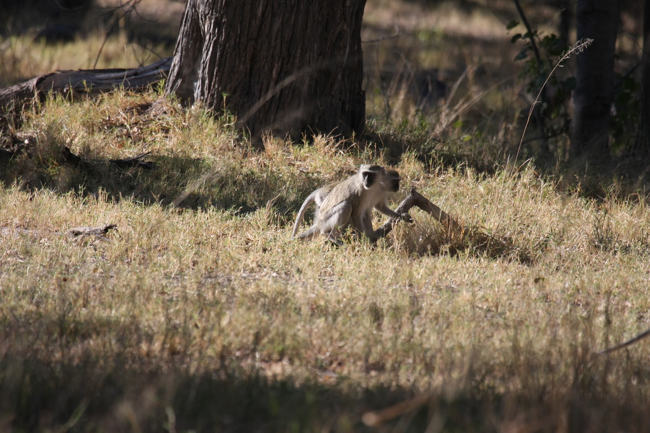 [20831] 2016_06_29_03_08_00_Africa_Canon_EOS_40D_IMG__10704.jpg