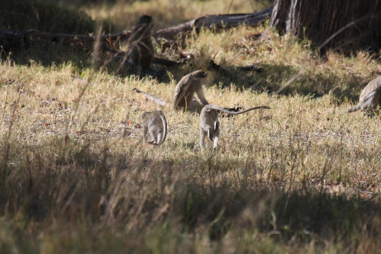 [20841] 2016_06_29_03_08_09_Africa_Canon_EOS_40D_IMG__10708.jpg