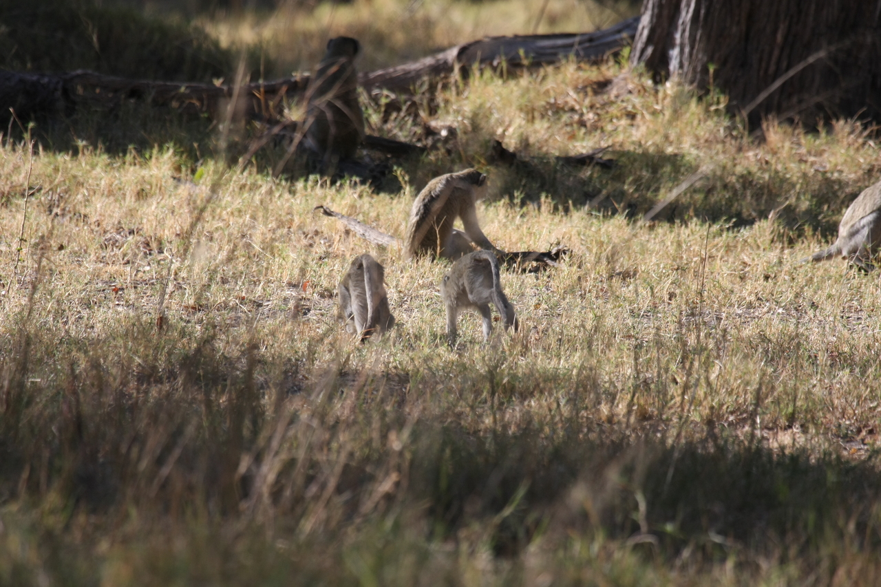 [20842] 2016_06_29_03_08_09_Africa_Canon_EOS_40D_IMG__10709.jpg