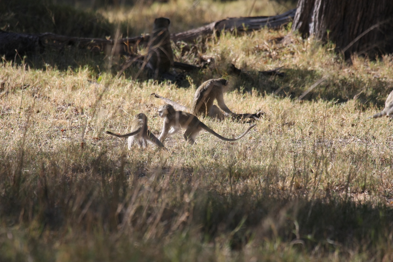 [20848] 2016_06_29_03_08_10_Africa_Canon_EOS_40D_IMG__10711.jpg