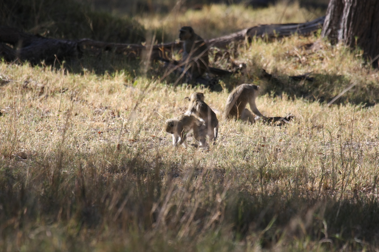 [20854] 2016_06_29_03_08_14_Africa_Canon_EOS_40D_IMG__03268.jpg