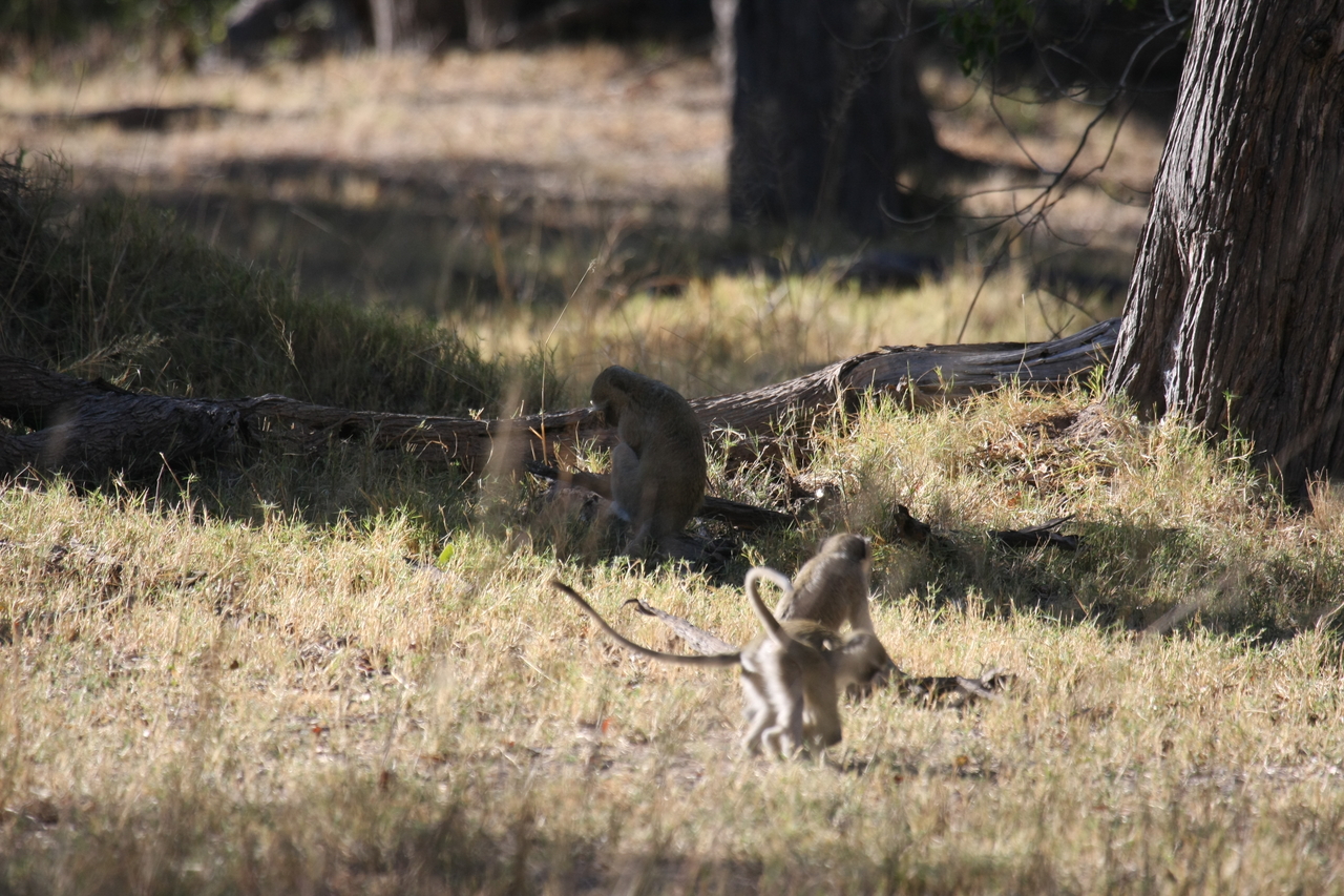 [20871] 2016_06_29_03_08_20_Africa_Canon_EOS_40D_IMG__03273.jpg