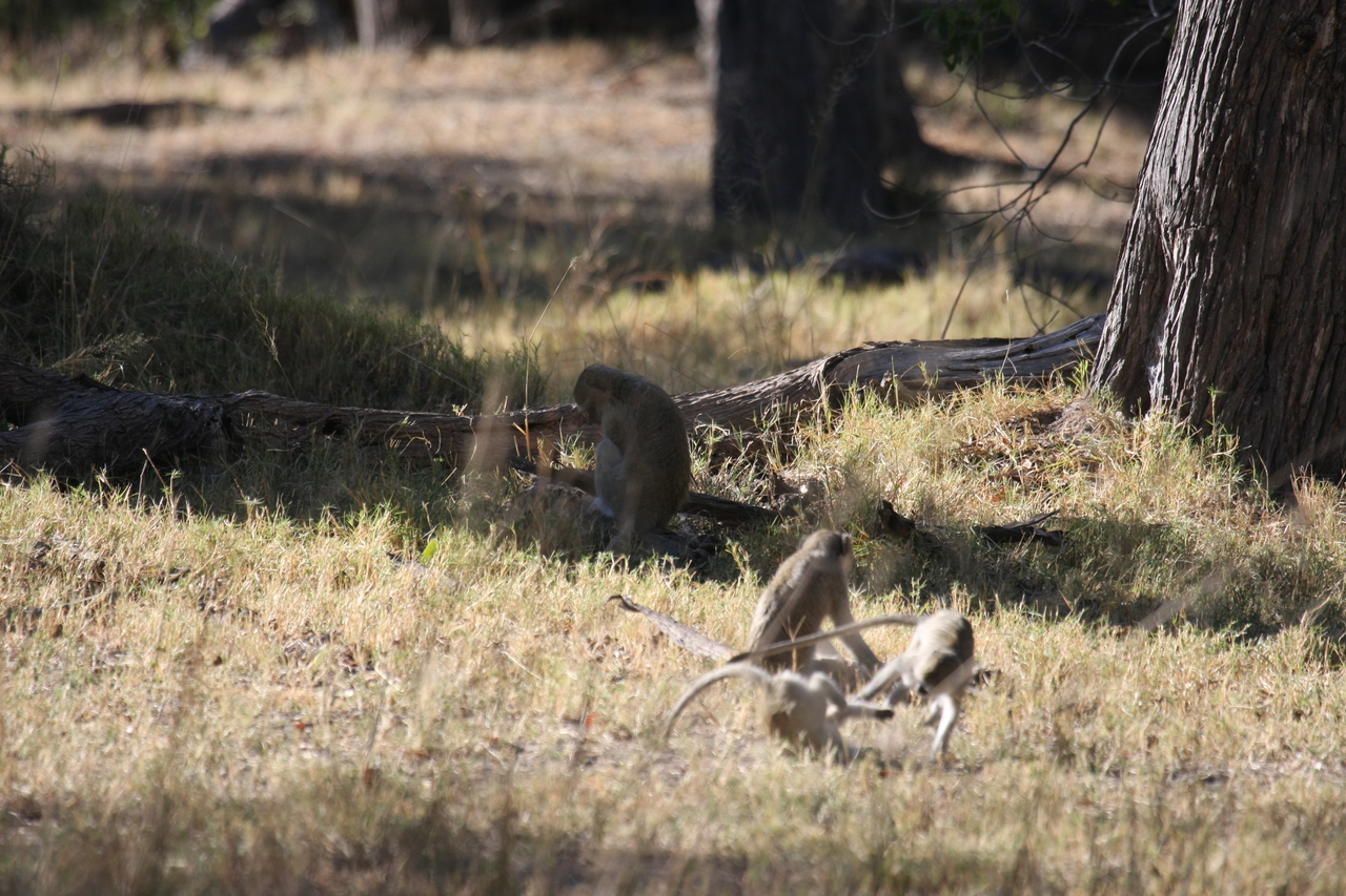 [20872] 2016_06_29_03_08_20_Africa_Canon_EOS_40D_IMG__03274.jpg
