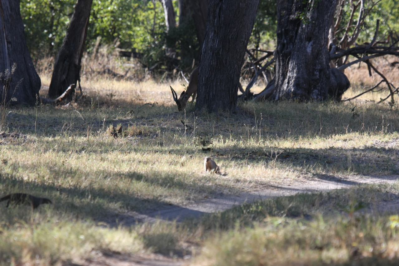 [20897] 2016_06_29_03_09_01_Africa_Canon_EOS_40D_IMG__03282.jpg