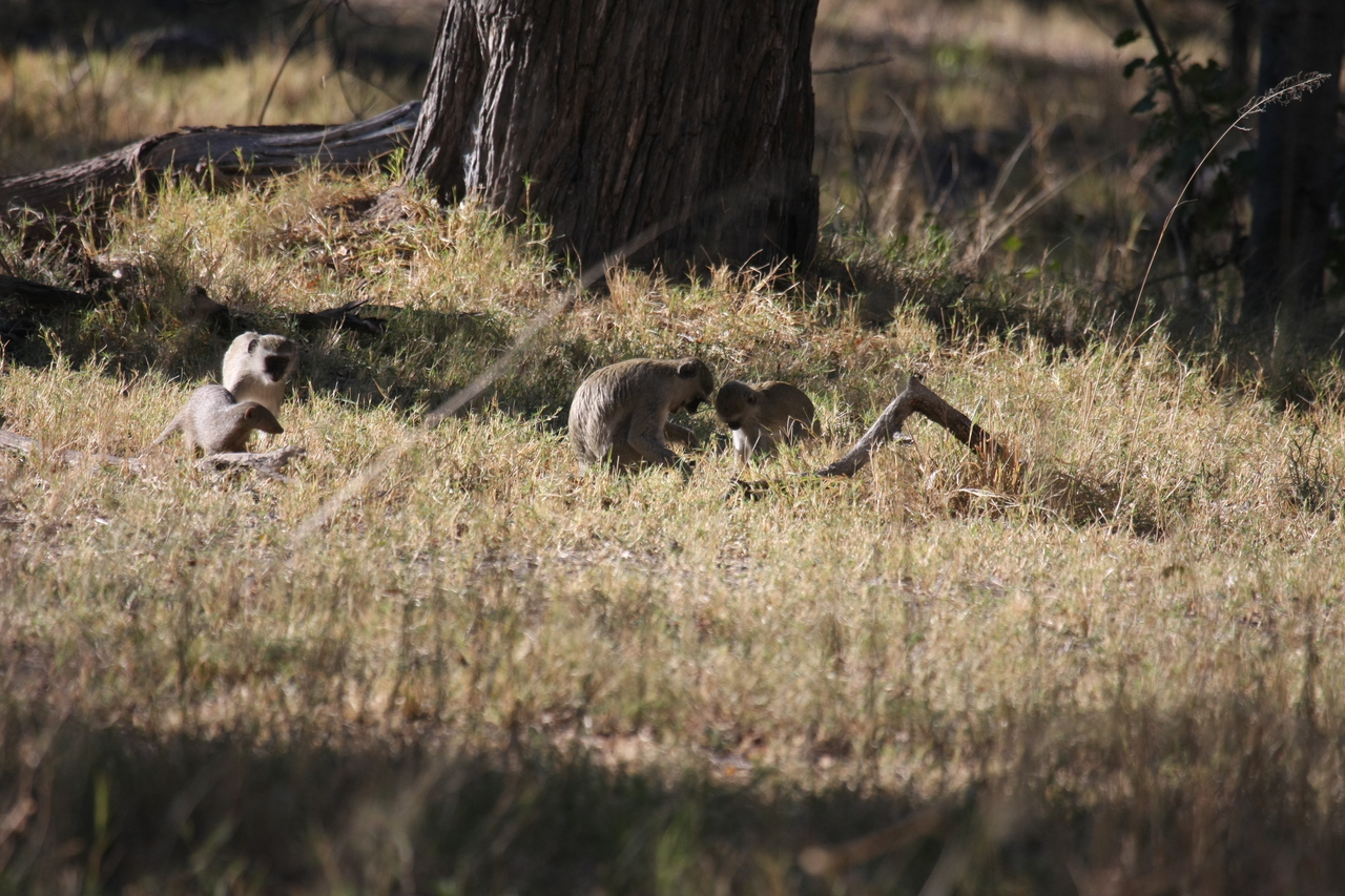 [20924] 2016_06_29_03_09_39_Africa_Canon_EOS_40D_IMG__10738.jpg