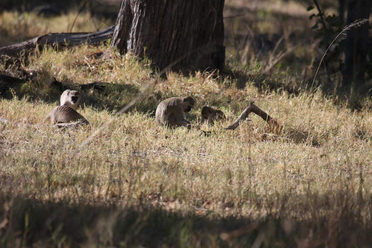 [20926] 2016_06_29_03_09_39_Africa_Canon_EOS_40D_IMG__10740.jpg