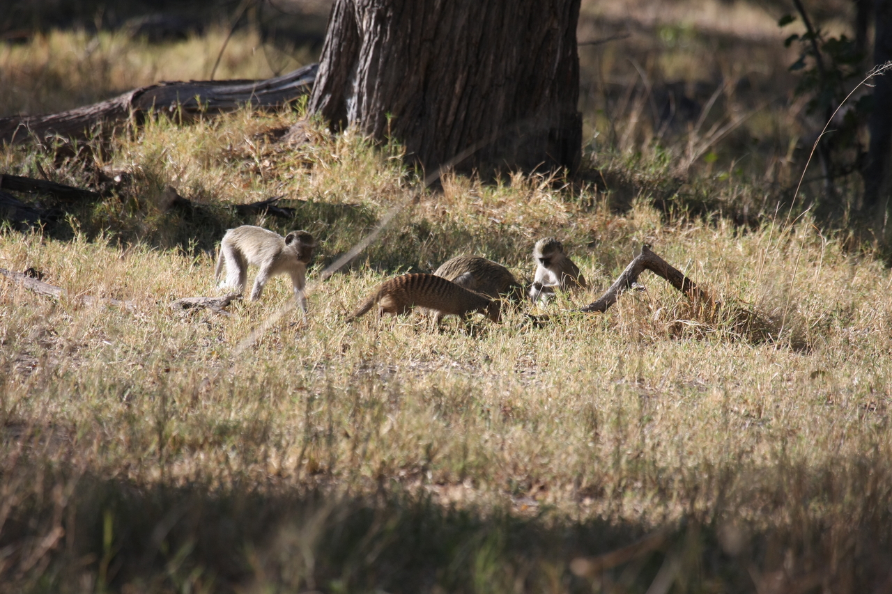 [20936] 2016_06_29_03_09_42_Africa_Canon_EOS_40D_IMG__03296.jpg