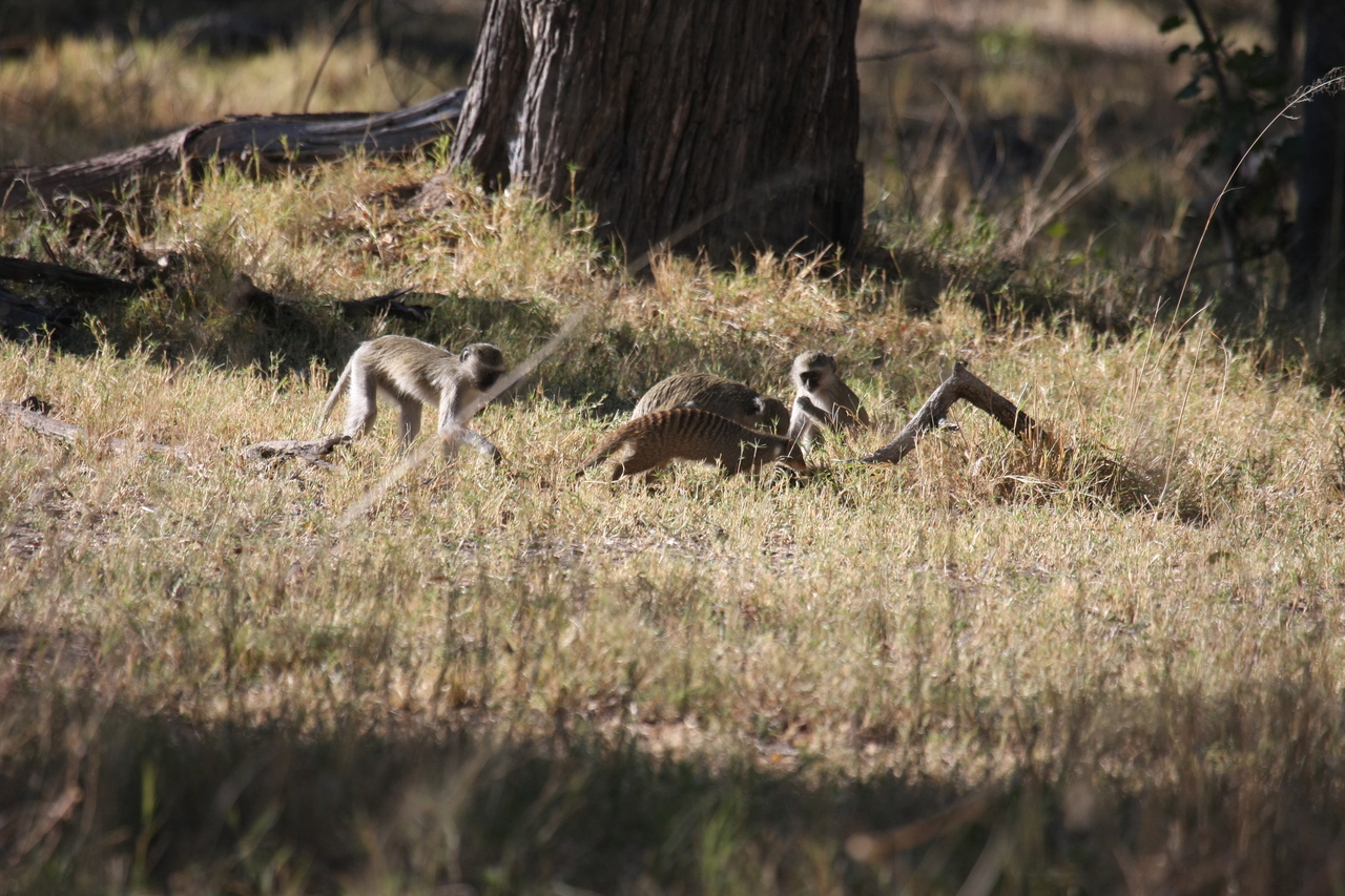 [20937] 2016_06_29_03_09_42_Africa_Canon_EOS_40D_IMG__03297.jpg