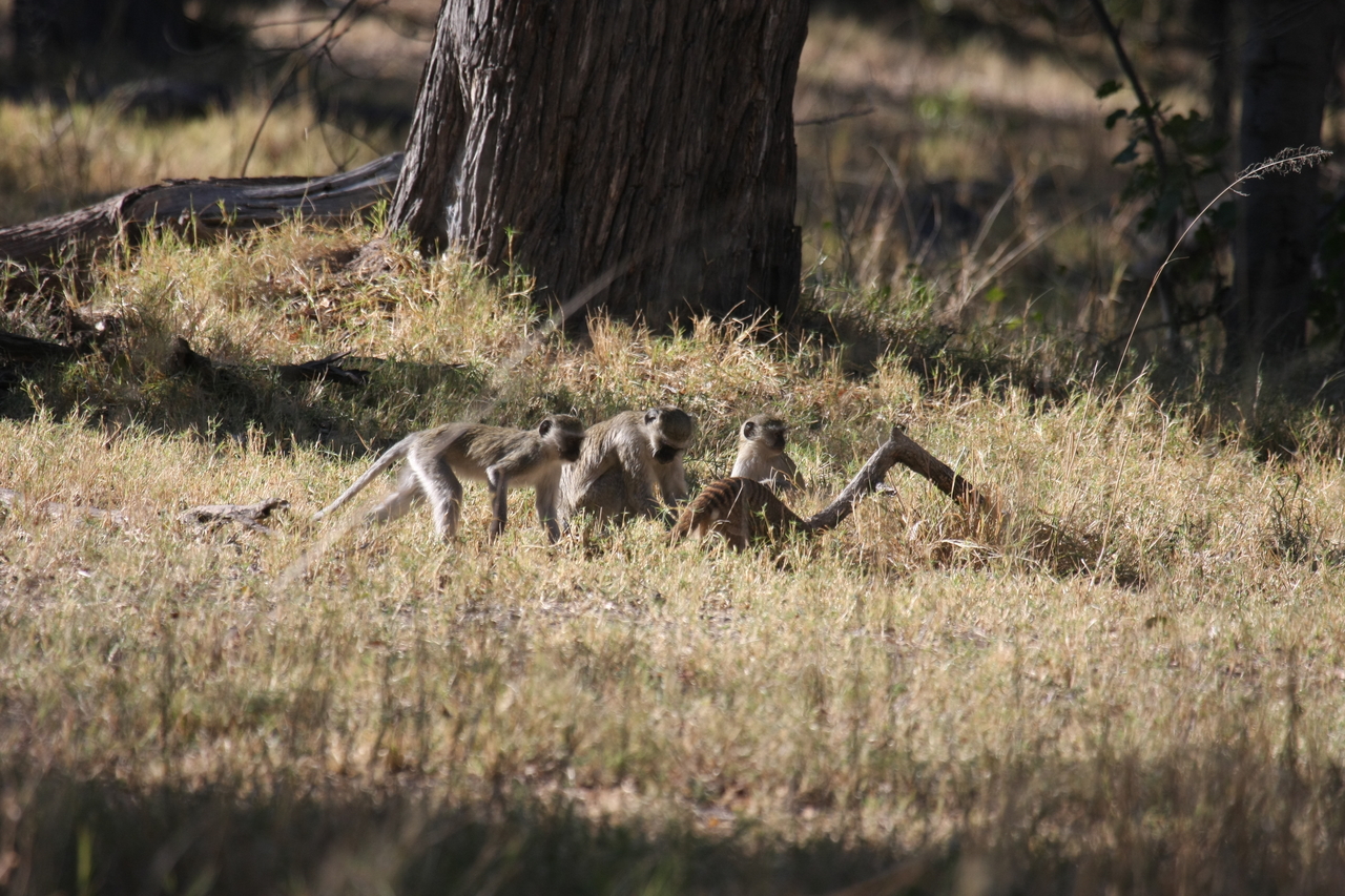 [20950] 2016_06_29_03_09_45_Africa_Canon_EOS_40D_IMG__03302.jpg