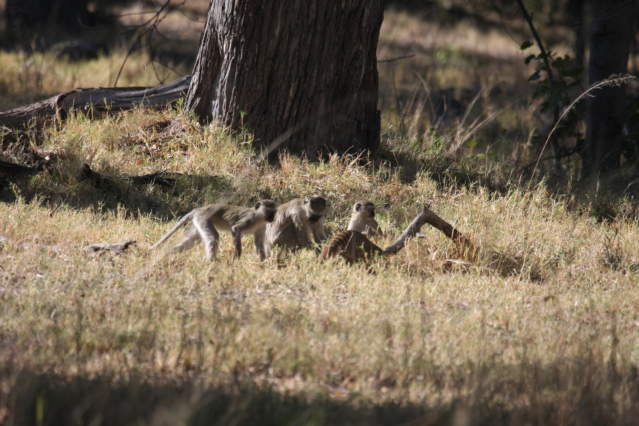 [20953] 2016_06_29_03_09_45_Africa_Canon_EOS_40D_IMG__10750.jpg