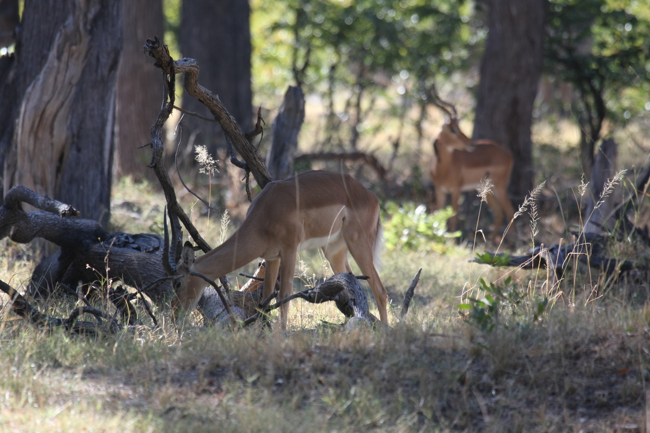 [20957] 2016_06_29_03_10_05_Africa_Canon_EOS_40D_IMG__03304.jpg