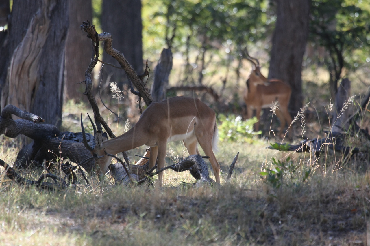 [20958] 2016_06_29_03_10_05_Africa_Canon_EOS_40D_IMG__03305.jpg
