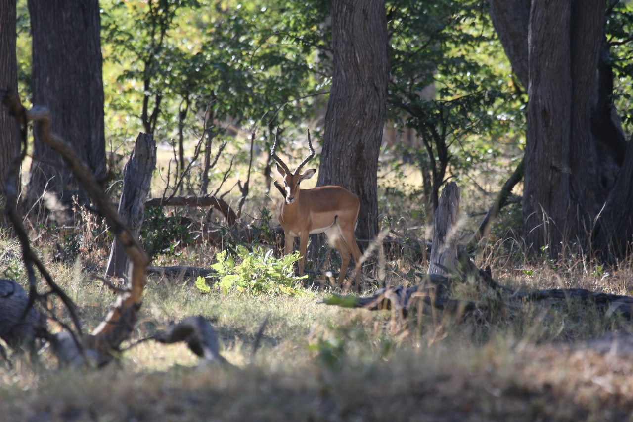 [20969] 2016_06_29_03_10_13_Africa_Canon_EOS_40D_IMG__03308.jpg