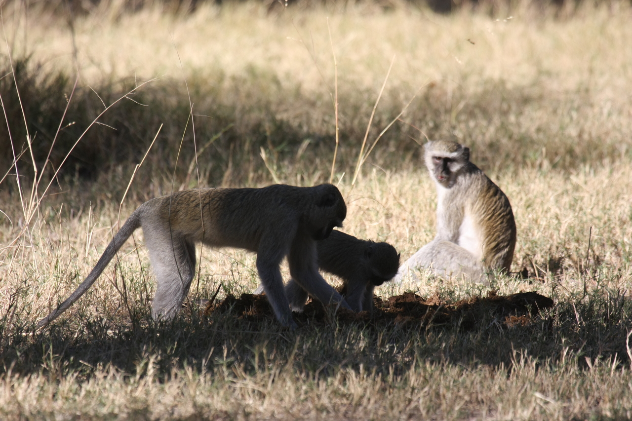 [20990] 2016_06_29_03_12_05_Africa_Canon_EOS_40D_IMG__03316.jpg