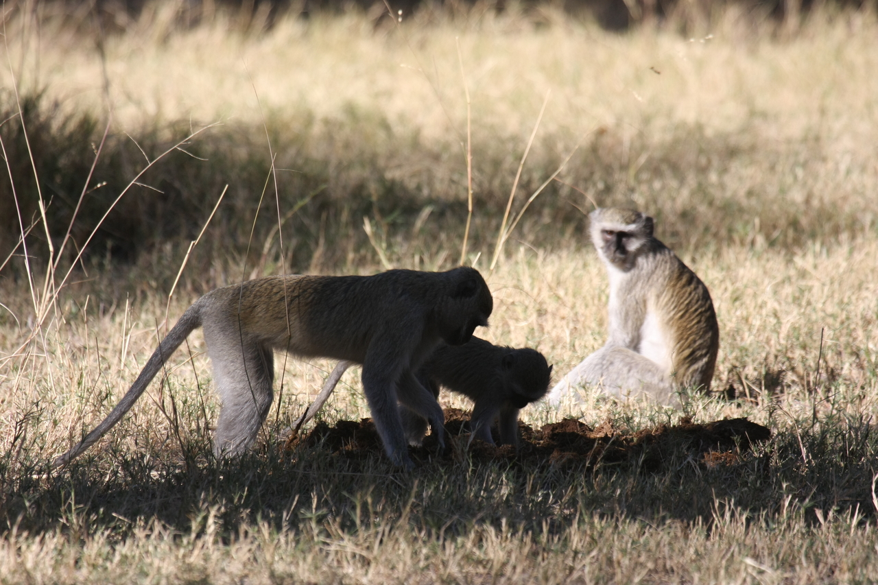 [20992] 2016_06_29_03_12_05_Africa_Canon_EOS_40D_IMG__03318.jpg