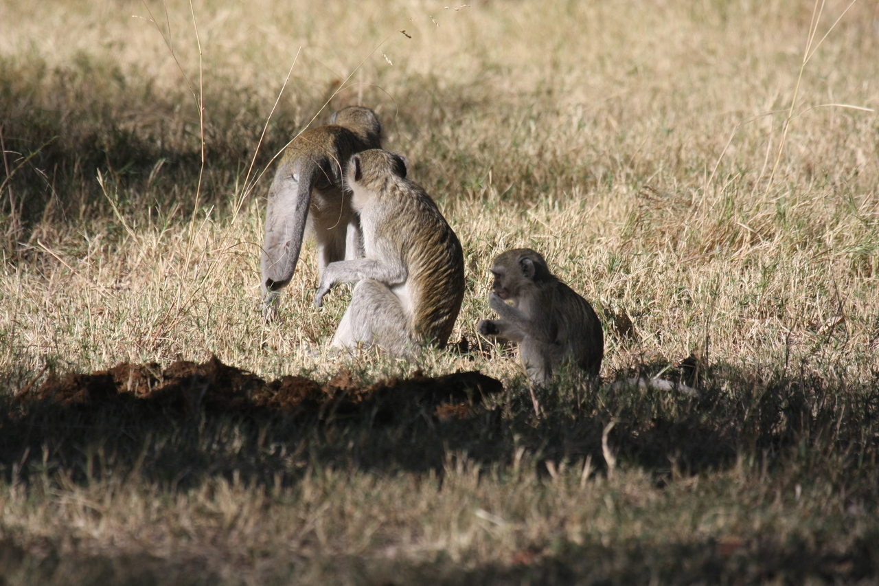 [21006] 2016_06_29_03_12_15_Africa_Canon_EOS_40D_IMG__03323.jpg