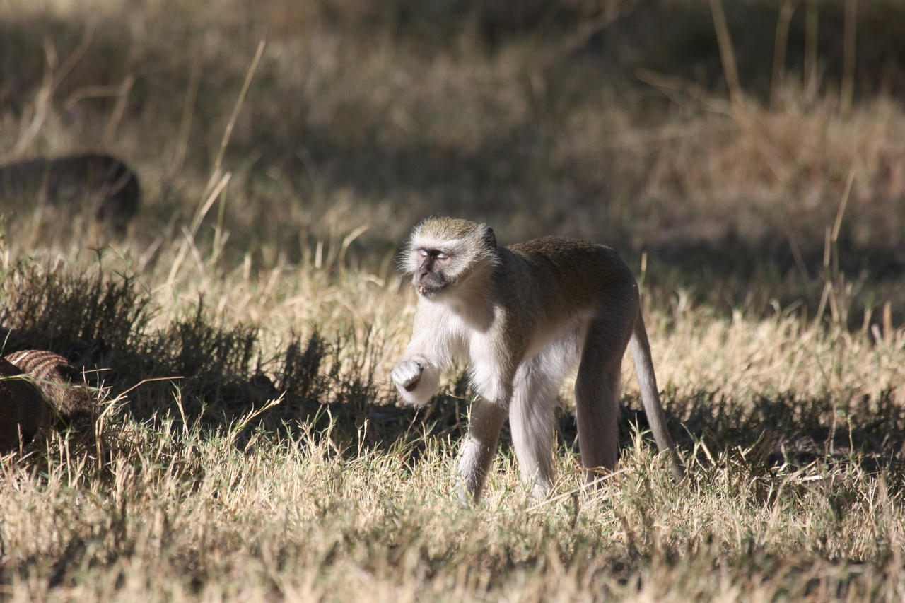 [21013] 2016_06_29_03_12_24_Africa_Canon_EOS_40D_IMG__10772.jpg