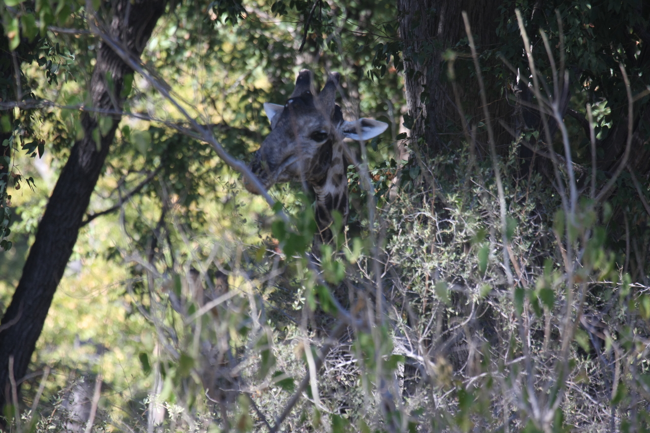 [21017] 2016_06_29_03_12_44_Africa_Canon_EOS_40D_IMG__03326.jpg