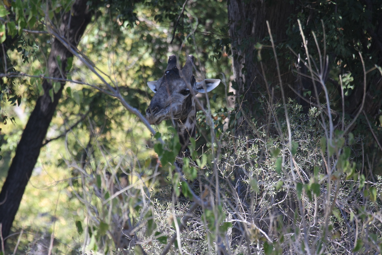 [21025] 2016_06_29_03_12_45_Africa_Canon_EOS_40D_IMG__03329.jpg