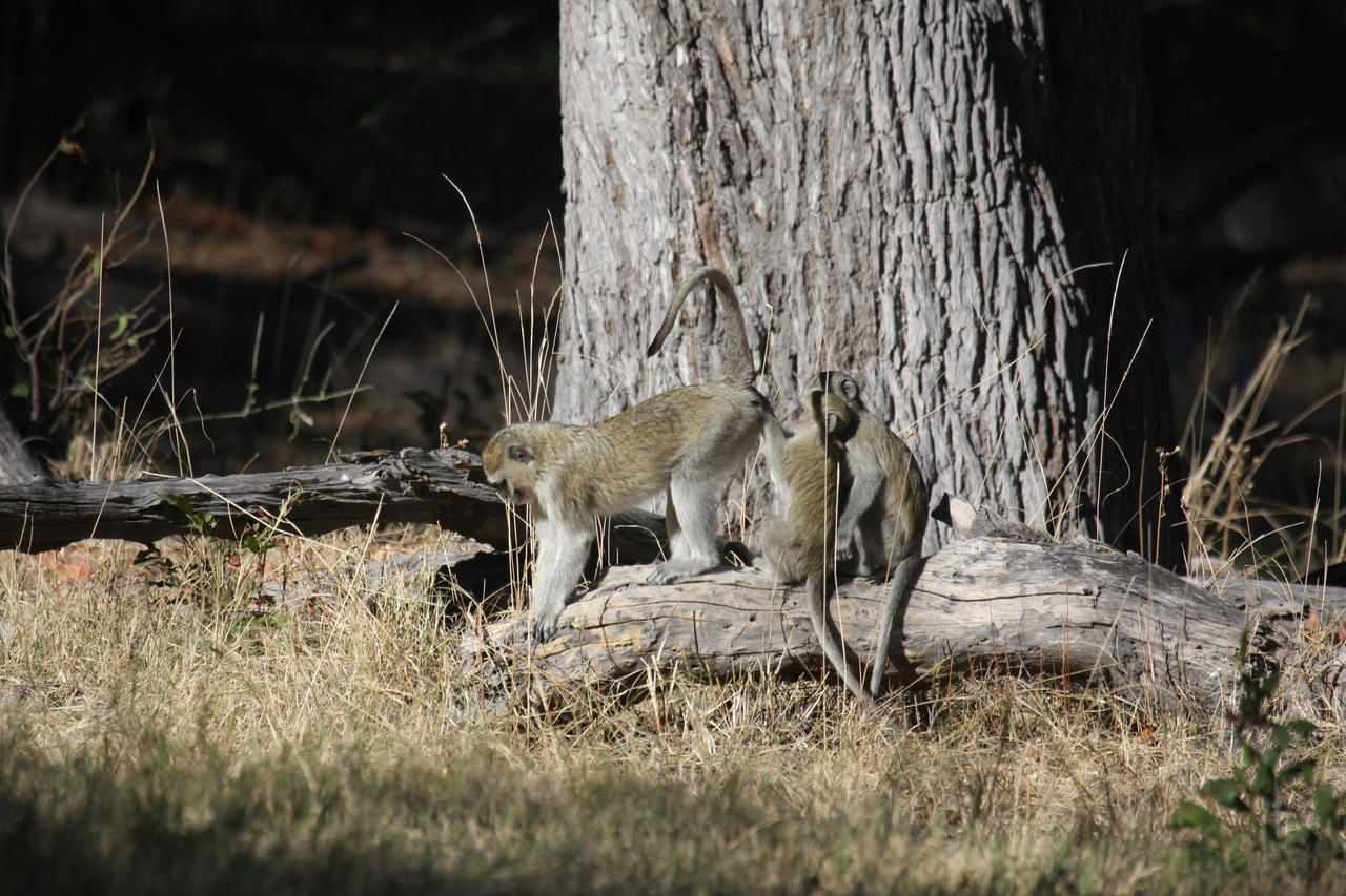 [21032] 2016_06_29_03_13_26_Africa_Canon_EOS_40D_IMG__03331.jpg