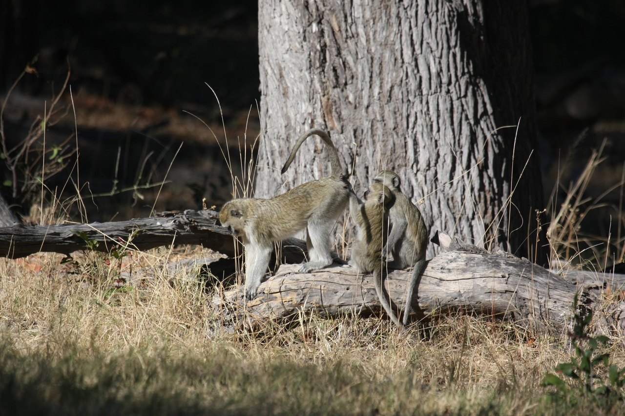 [21034] 2016_06_29_03_13_26_Africa_Canon_EOS_40D_IMG__03334.jpg