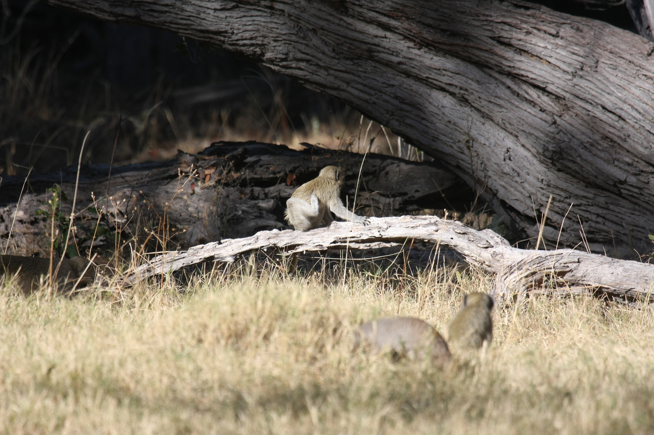 [21062] 2016_06_29_03_14_07_Africa_Canon_EOS_40D_IMG__00101.jpg