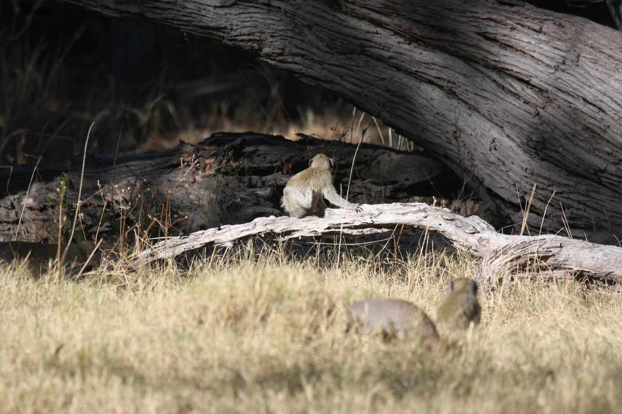 [21070] 2016_06_29_03_14_07_Africa_Canon_EOS_40D_IMG__10793.jpg