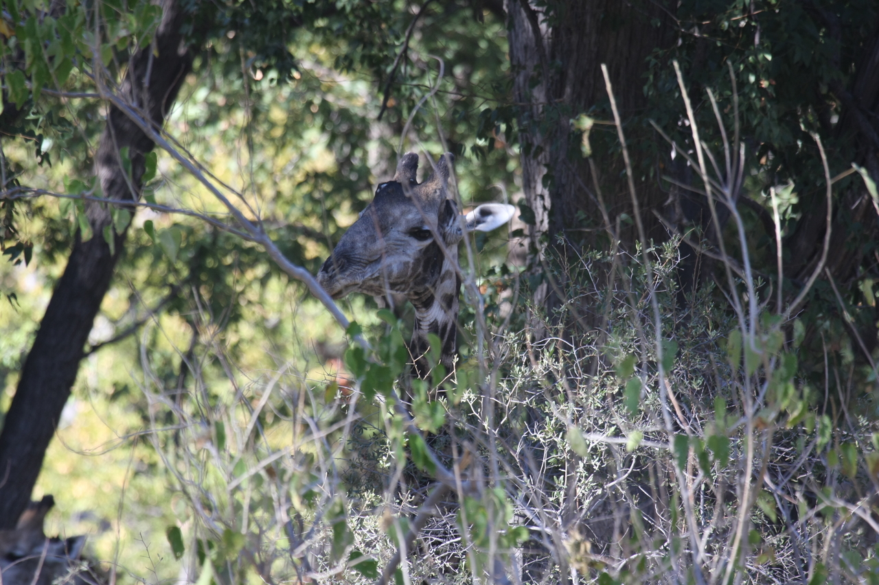 [21081] 2016_06_29_03_14_21_Africa_Canon_EOS_40D_IMG__03350.jpg