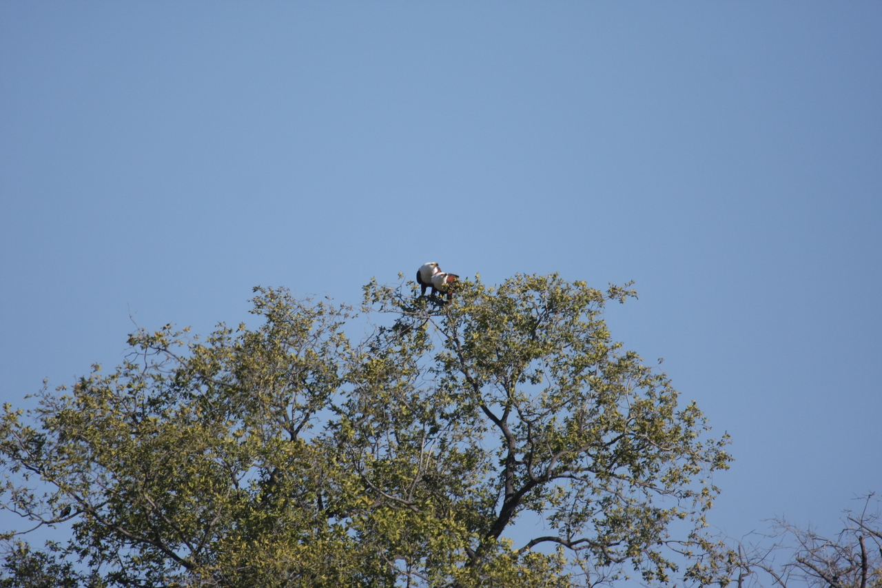 [21094] 2016_06_29_03_34_22_Africa_Canon_EOS_40D_IMG__10801.jpg