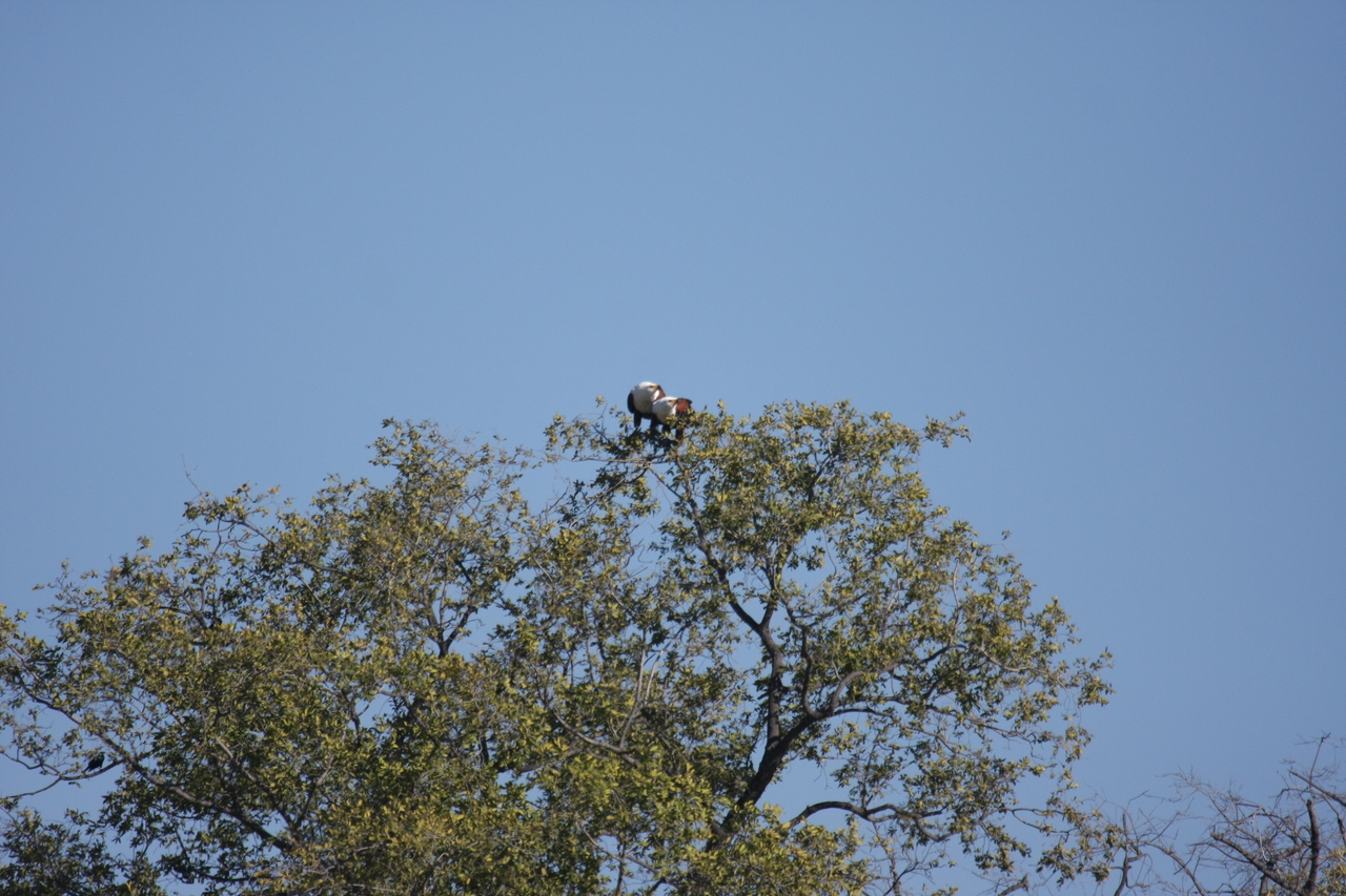[21095] 2016_06_29_03_34_23_Africa_Canon_EOS_40D_IMG__00115.jpg
