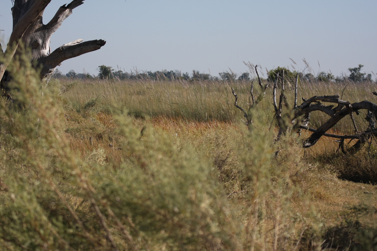 [21113] 2016_06_29_03_42_16_Africa_Canon_EOS_40D_IMG__00121.jpg