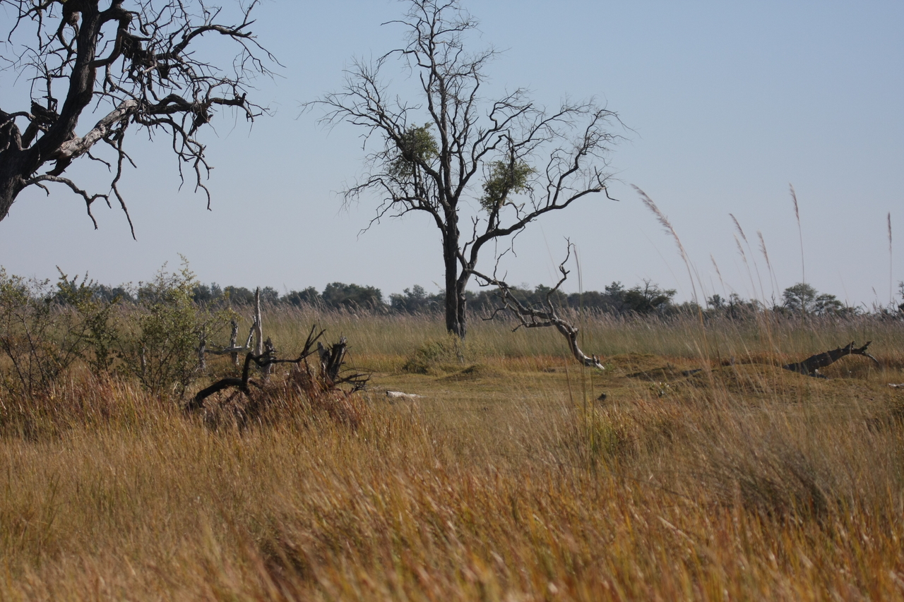 [21171] 2016_06_29_03_54_13_Africa_Canon_EOS_40D_IMG__03384.jpg