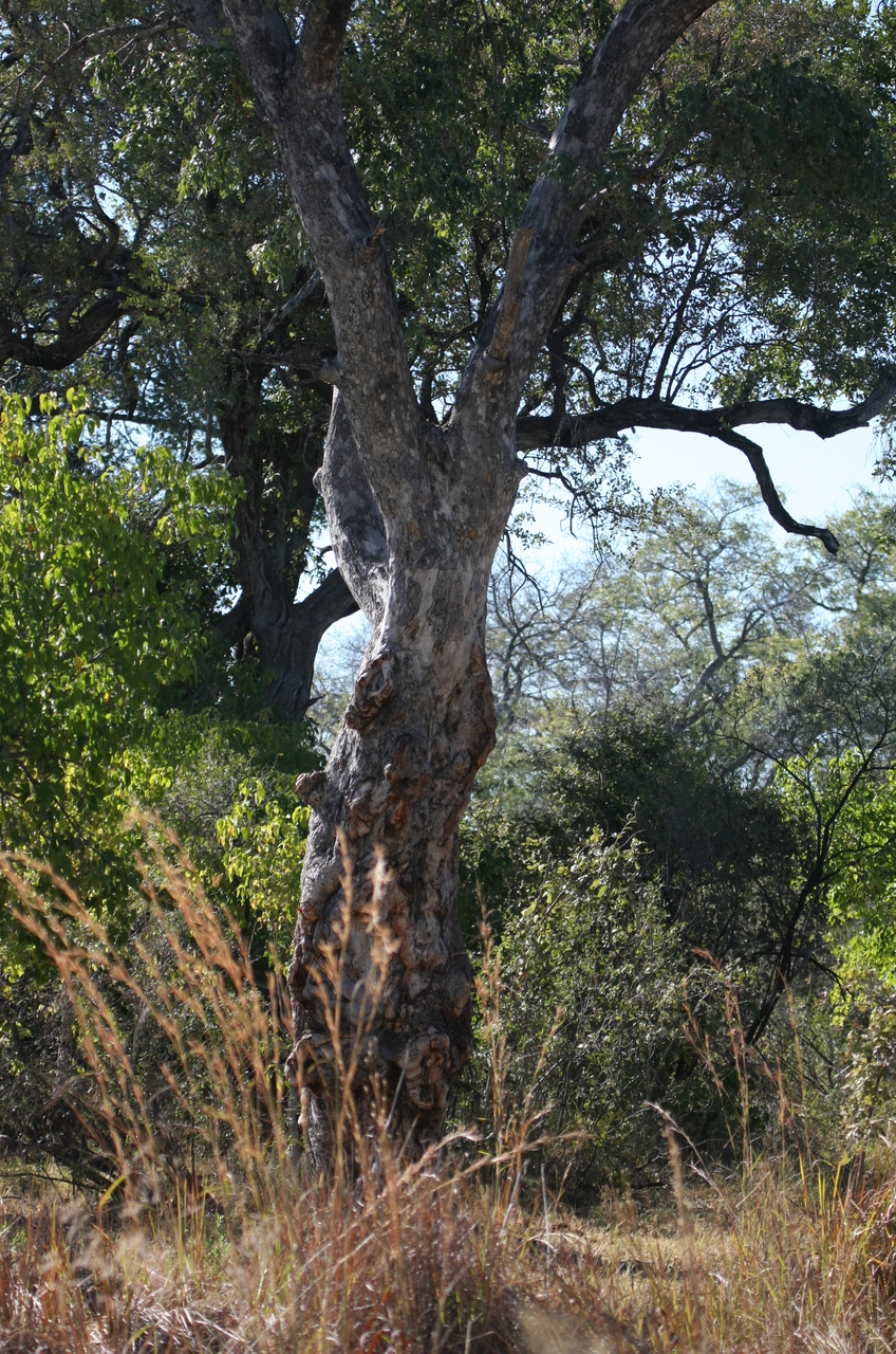 [21185] 2016_06_29_03_56_25_Africa_Canon_EOS_40D_IMG__03390.jpg