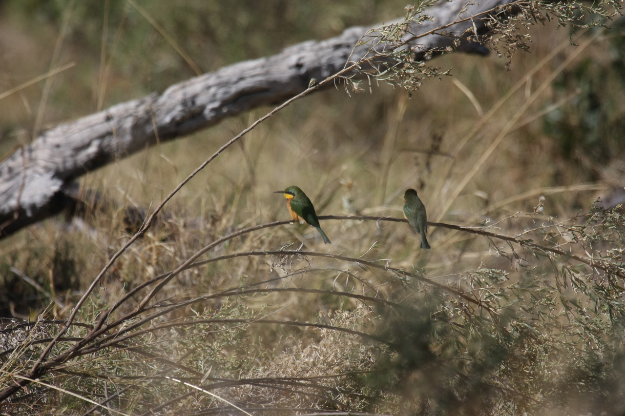 [21193] 2016_06_29_04_07_04_Africa_Canon_EOS_40D_IMG__00152.jpg